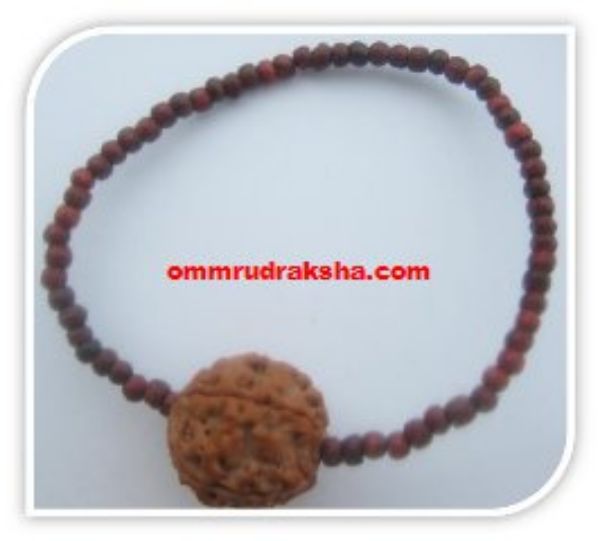 Picture of 5 mukhi Rudraksha bracelet