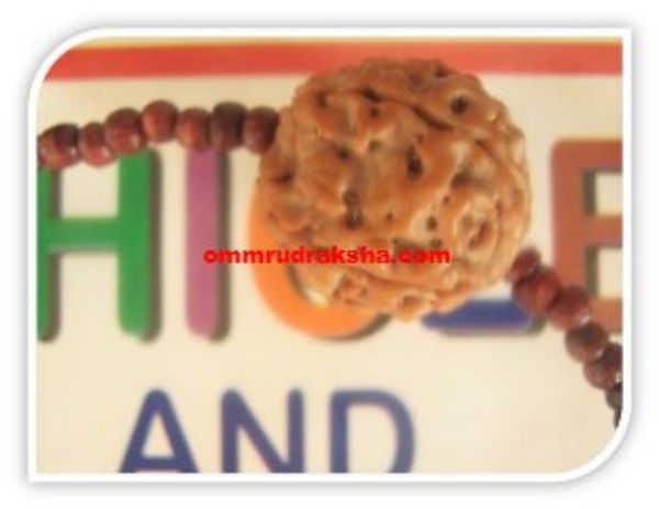 Picture of 6 mukhi Rudraksha bracelet