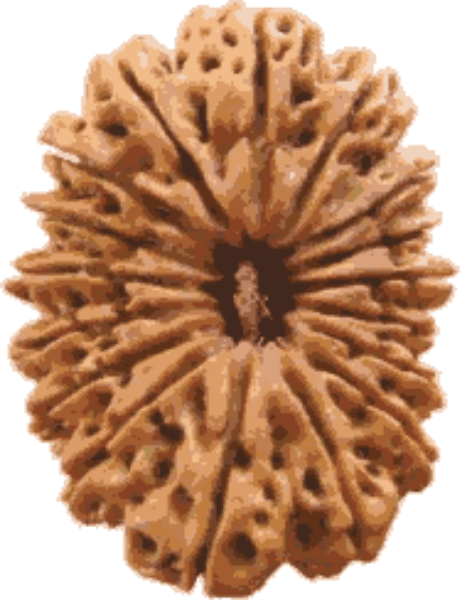 Picture of 17 mukhi Nepali