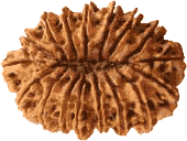 Picture of 17 mukhi Nepali