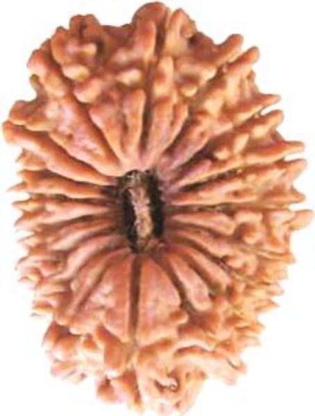 Picture of 18 mukhi Nepali