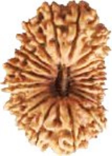 Picture of 19 mukhi Nepali