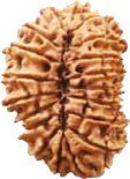 Picture of 19 mukhi Nepali