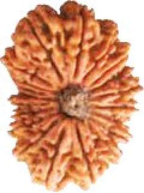 Picture of 20 mukhi Nepali