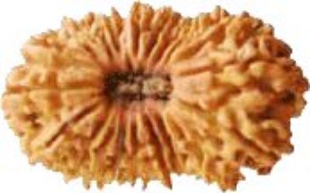 Picture of 21 mukhi Nepal