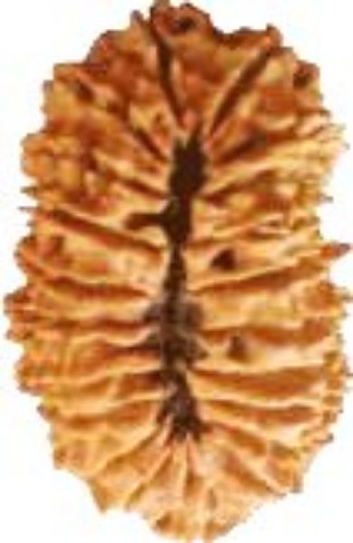 Picture of 21 mukhi Nepal