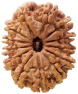 Picture of 13 mukhi Nepal