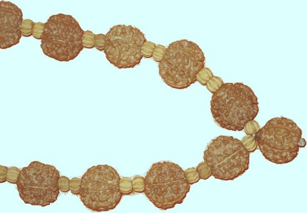 Picture of 6 Mukhi nepali Rudraksha Mala 