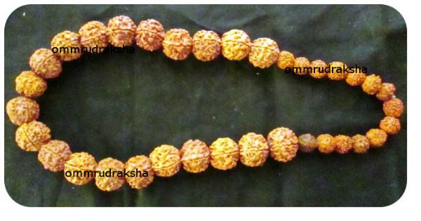 Picture of Rudraksha necklace 5 mukhi