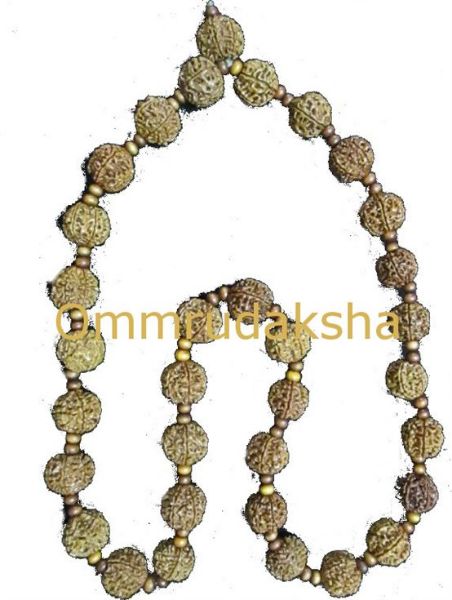 Picture of 6 Mukhi nepali Rudraksha Mala 