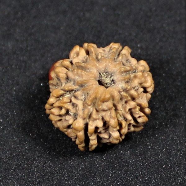 8 mukhi