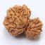 garva gauri