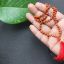 indonesia rudraksha mala
