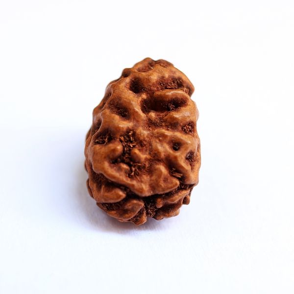 2 mukhi indonesian rudraksha