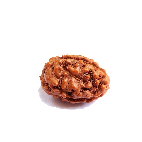 3 mukhi indonesian rudraksha