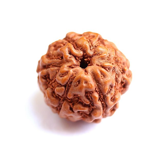 6 mukhi indonesian rudraksha