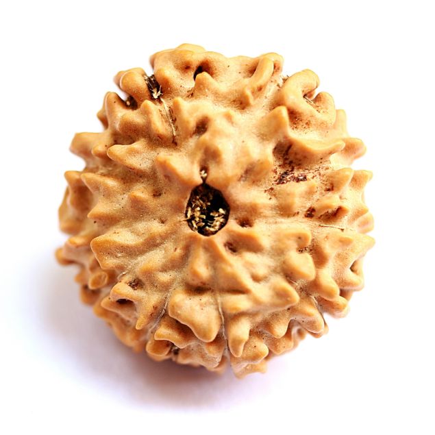 10 mukhi indonesian rudraksha
