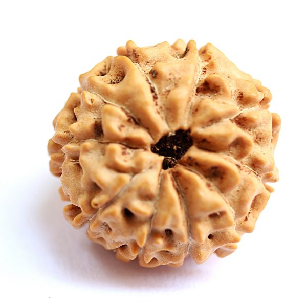 10 mukhi indonesian rudraksha