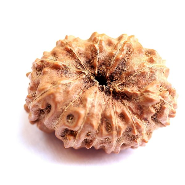 12 mukhi indonesian rudraksha