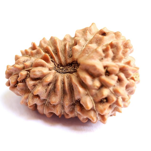 15 mukhi indonesian rudraksha