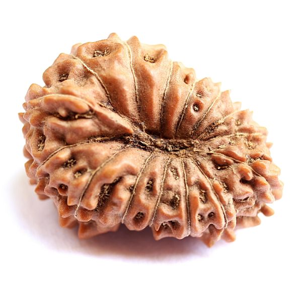15 mukhi indonesian rudraksha
