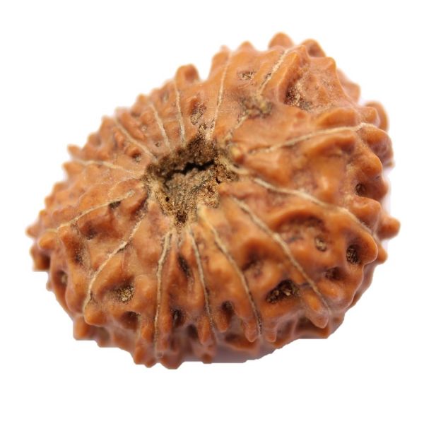11 mukhi indonesian rudraksha