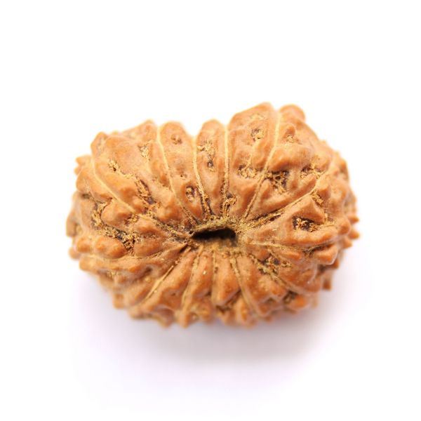 14 mukhi indonesian rudraksha