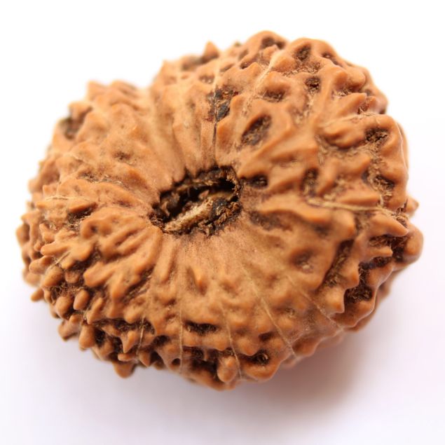 16 mukhi indonesian rudraksh