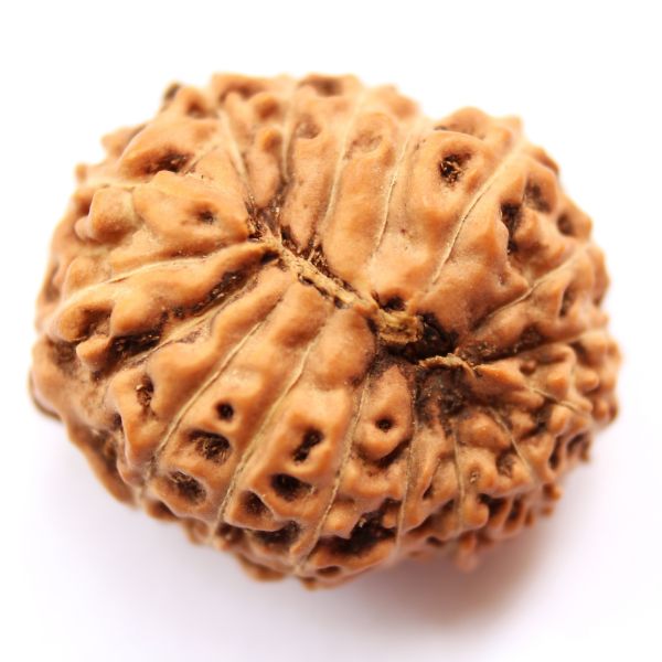 16 mukhi indonesian rudraksh