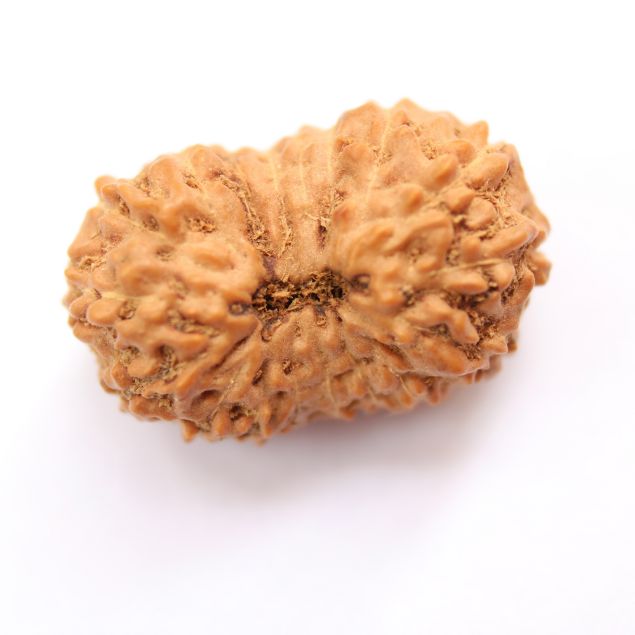 18 mukhi indonesian rudraksha