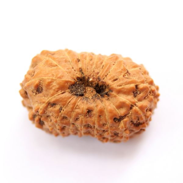 18 mukhi indonesian rudraksha