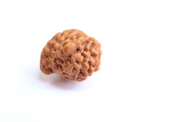 ganesh mukhi indonesian rudraksha