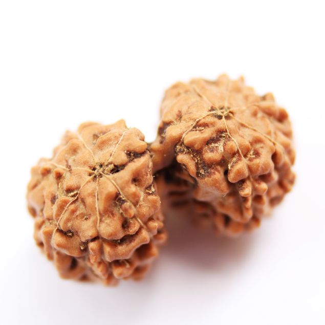 gauri shankar indonesian rudraksha