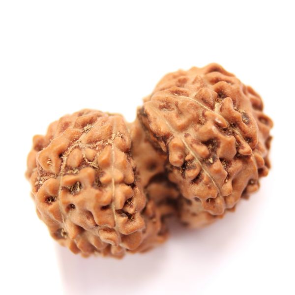 gauri shankar indonesian rudraksha