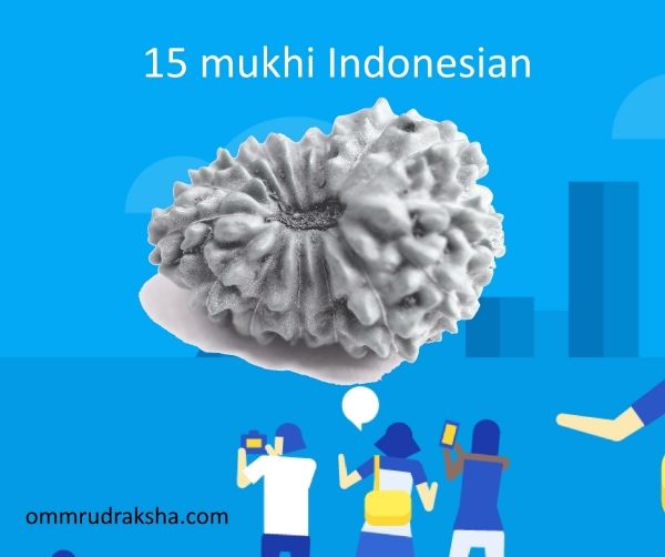 15 mukhi rudraksha infographic