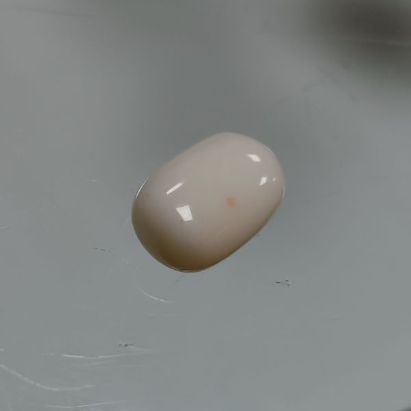 White Coral 6.5 Carats