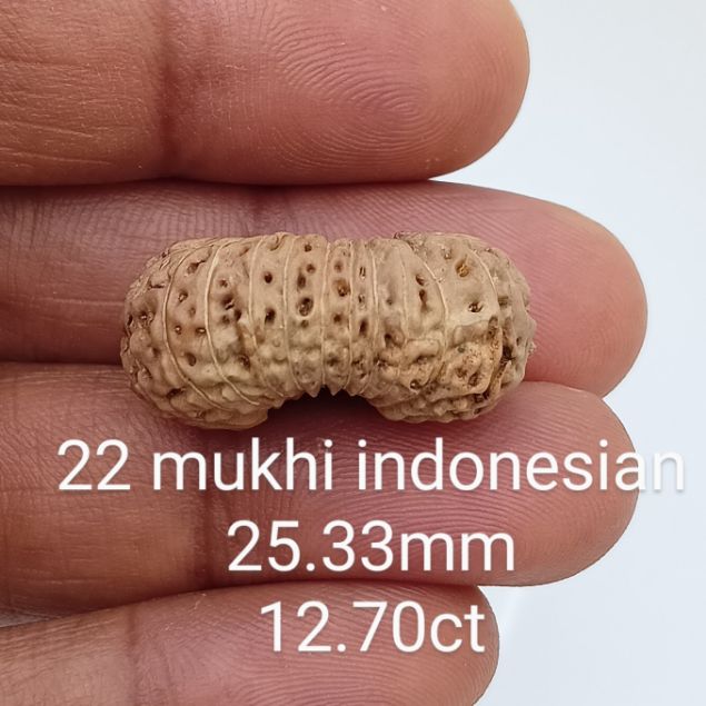 22 mukhi rudraksha 25.3mm