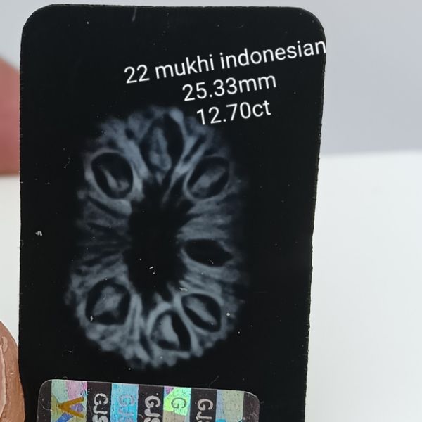 22 mukhi rudraksha 25.3mm