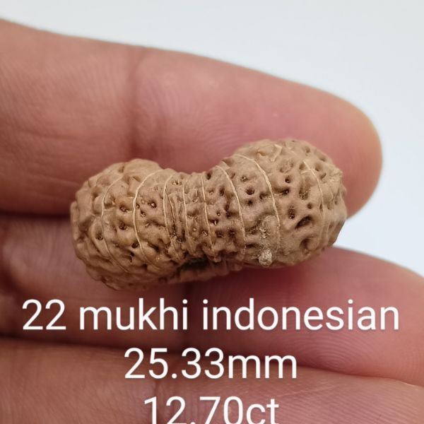 22 mukhi rudraksha 25.3mm
