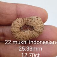 22 mukhi rudraksha 25.3mm
