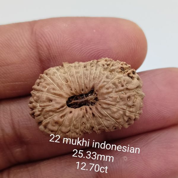22 mukhi rudraksha 25.3mm