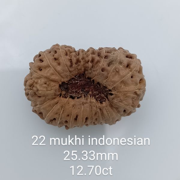 22 mukhi rudraksha 25.3mm
