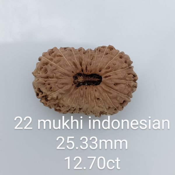 22 mukhi rudraksha 25.3mm