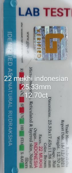 22 mukhi rudraksha 25.3mm