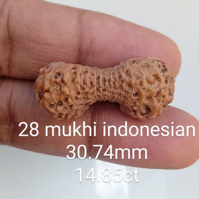 Amazon.com: 10 Mukhi Rudraksha Papua Indonesian Hybrid Bead