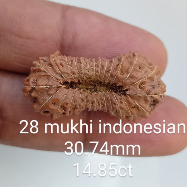 28 mukhi rudraksha 30.7mm