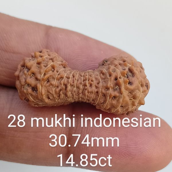 28 mukhi rudraksha 30.7mm