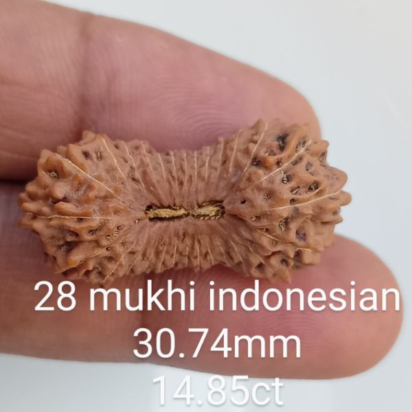 28 mukhi rudraksha 30.7mm