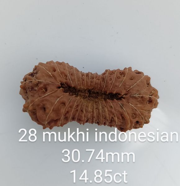 28 mukhi rudraksha 30.7mm