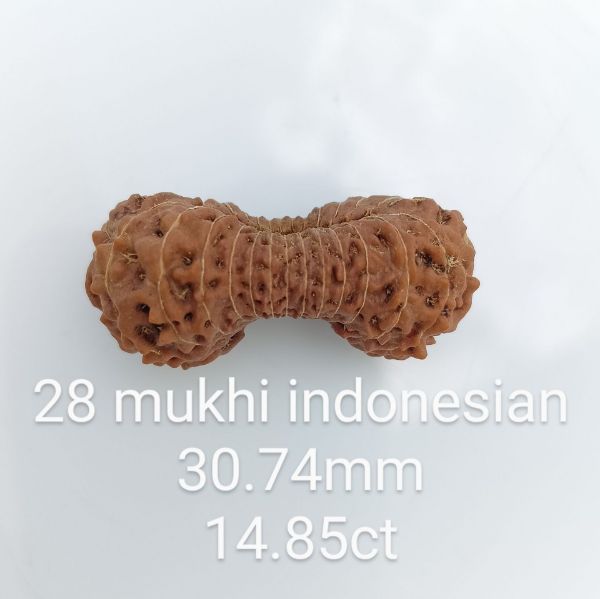 28 mukhi rudraksha 30.7mm